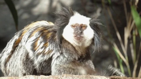 Little monkey plays with his tail Video stock 71572142