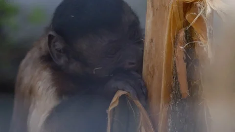 Little monkey rips off tree bark Stock Footage 126001464