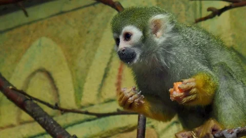 Little monkey saimiri eats carrots and leaves. Squirrel monkey eats lunch Vídeo Stock 111919135