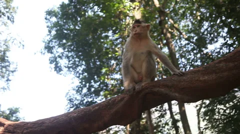 Little monkey scratched at sunset Stock Footage 45428661