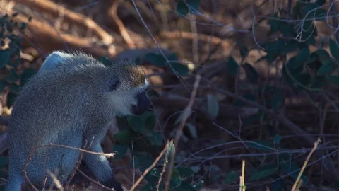 Little monkey scratching himself and eating Stock Footage 86320582
