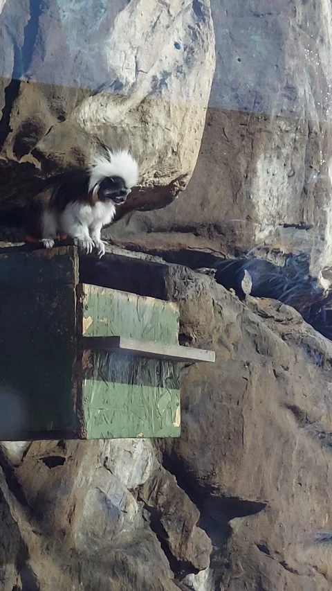 Little Monkey Short Video Video stock 254440205
