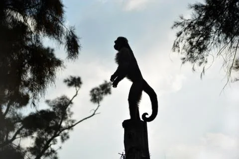 Little monkey silhouette Stock Photos