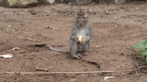 Little monkey sits on the ground and eats batata in the forest. Stock Footage 104411149