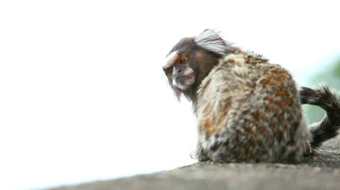 Little monkey sitting on the edge,  Stock Video footage, HD 1080p, 25 fps Video stock 37638522