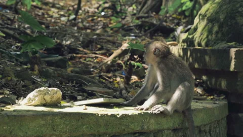 Little monkey sitting on stone wall Stock Footage 86516308