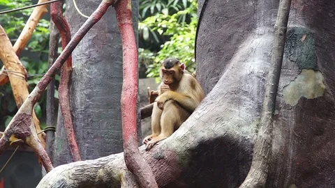 Little monkey sitting on a tree and chews food Stock Footage 74844230
