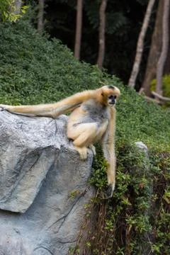 Little monkey on a stone Stock Photos