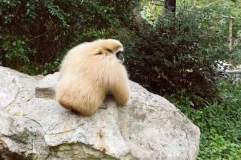 Little monkey on a stone Stock Photos