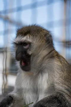 The little monkey surprisingly opened its mouth indignantly. The Evil Capuchi Stock Photos