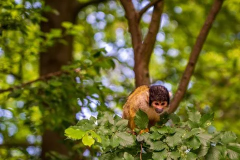 Little monkey on the tree in the Apenheul Monkey Park in the Netherlands. Stock Photos