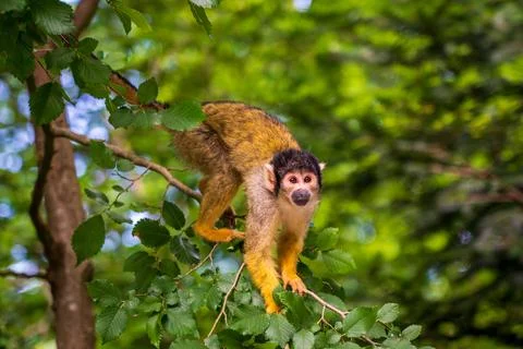 Little monkey on the tree in the Apenheul Monkey Park in the Netherlands. Stock Photos