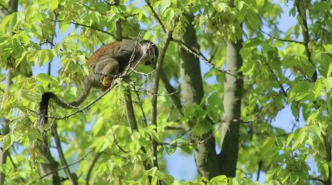Little Monkey on a Tree Stock Footage 65792348
