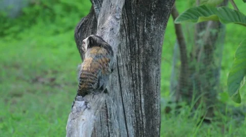 Little Monkey on a Tree Stock Footage 65792515