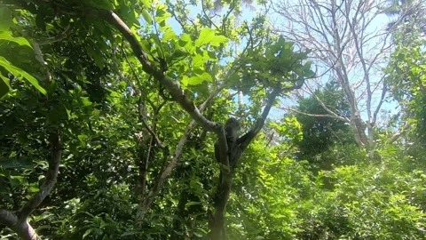 Little monkey on the tree Stock Footage 160624016