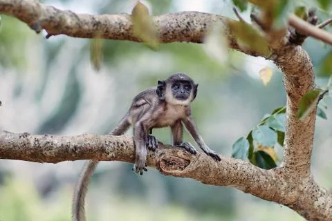 Little monkey on tree getting ready to jump Stock Photos