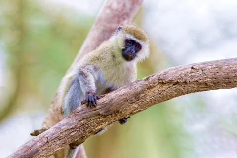Little monkey on the tree. Kenya. Stock Photos