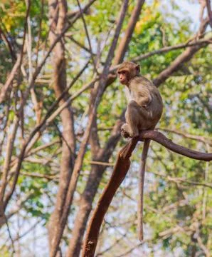 Little monkey on the tree Stock Photos