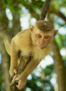 Little monkey on a tree Stock Photos