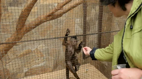 Little monkey in a zoo Stock Footage 64217416