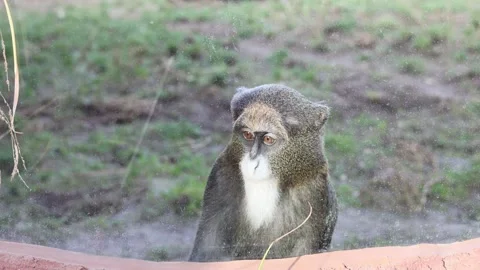 Little monkey in the zoo Stock Footage 287927770