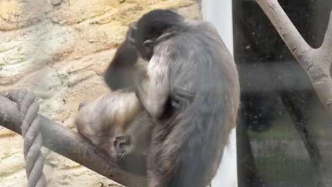 Little monkeys Stock Footage 116664298