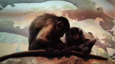 Little monkeys playing in the aviary Stock Footage 97247219