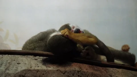 Little monkeys playing in the aviary Stock Footage 97247324