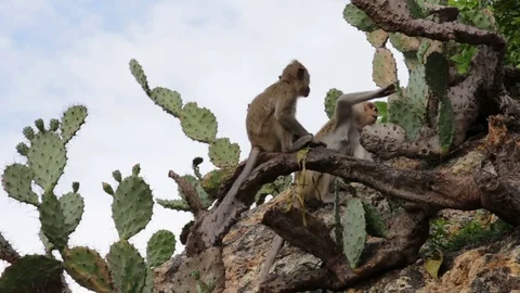 Little monkeys playing on the mountain Stock Footage 81673742