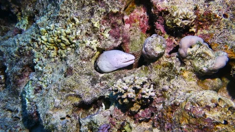 Little moray eel Stock Footage 120440494