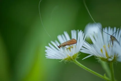 The little moth feeds on chamomile nectar. Concept: pollination, nectar, poll Stock Photos