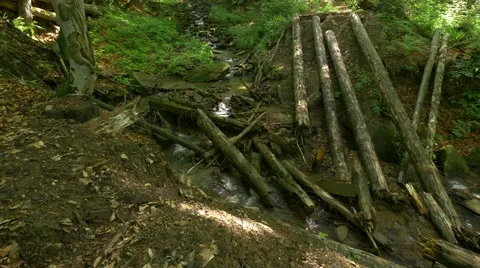 Little mountain river in the forest. Stock-Footage 64591282