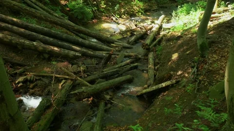 Little mountain river in the forest. Stock-Footage 64591546
