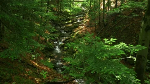 Little mountain river in the forest. Stock-Footage 64591859