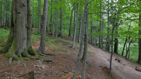 Little mountain river in the forest. Video stock 77589252