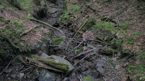 Little mountain river in the forest. Stock-Footage 78009108