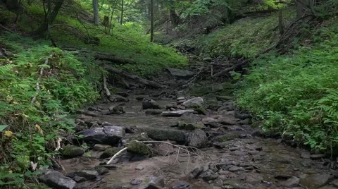 Little mountain river in the forest. UHD footage. Video stock 67862831
