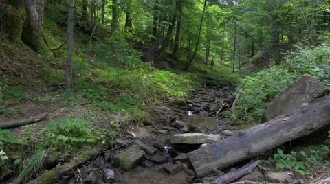 Little mountain river in the forest. UHD footage. Vídeos de archivo 67863004