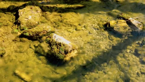 Little mountain stream passing over rocky  bottom during sunny spring day Video stock 141154768