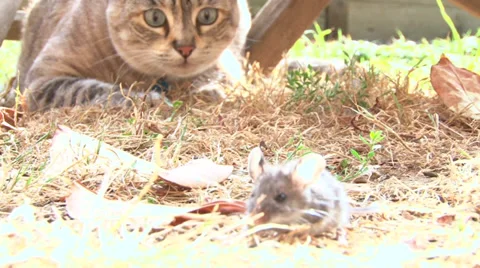 Little Mouse and Curious Cat Stock Footage 28791364