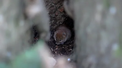 Little Mouse Animal In Forest. Stock Footage 44404894