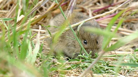 A little mouse on the field Stock Footage 51531599