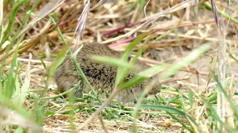 A little mouse on the field Stockbeeldmateriaal 51532694