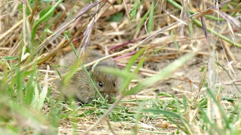 A little mouse on the field Stock Footage 51532846