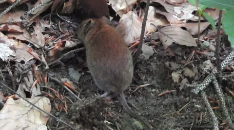 Little mouse in the forest Stock Footage 51221158