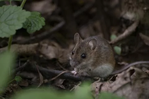 Little mouse in the forest Stock Photos