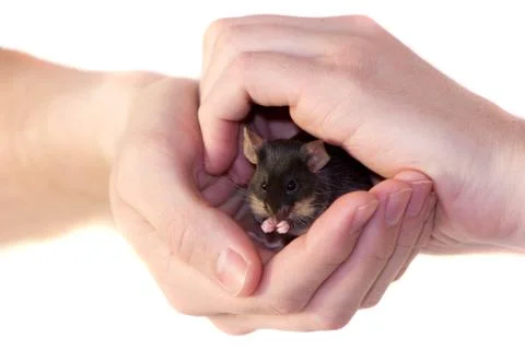 Little mouse sitting in hands Foto stock