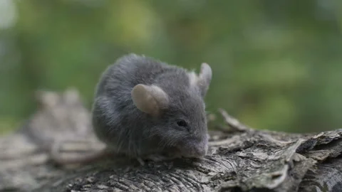 The little mouse is sitting on a tree trunk, looking around. Stock Footage 96036558