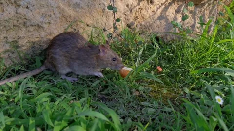 A little mouse taking a piece of bread Stock Footage 251765022