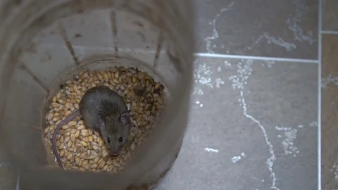 Little mouse is in the vessel Vídeo Stock 74395340